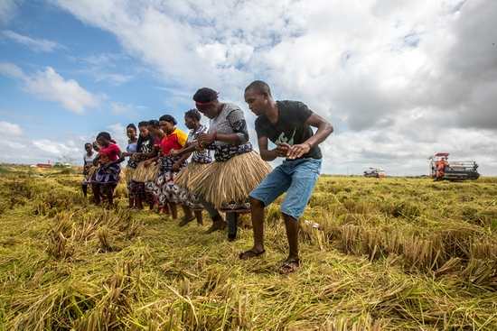 ↑ 2019年4月7日，在莫桑比克万宝莫桑农业园，农户在水稻收割现场载歌载舞庆祝丰收。万宝莫桑农业园是中国在非洲最大规模水稻种植项目，极大地缓解了莫桑比克粮食短缺问题。