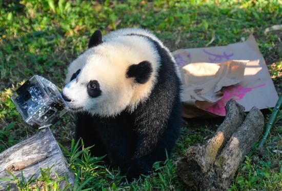 这个萌宝今回国 美国粉丝:你在华盛顿永远有个