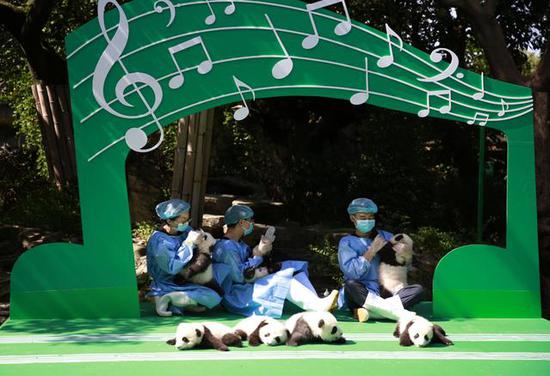 2018年最萌天团亮相新生大熊猫宝宝c位出道