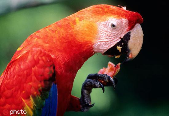 亚马逊生物多样性正受到威胁 @IC Photo