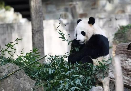 这个萌宝今回国 美国粉丝:你在华盛顿永远有个