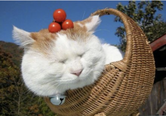 日本网红猫咪“猫叔”去世 曾因头顶万物风靡网