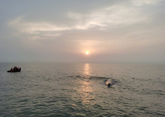 4月20日清晨，经救援力量牵引至放生区域后，鲸已自主下潜、游回大海。图/新华社
