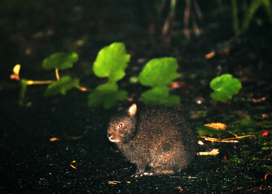 在林道中偶尔出现的琉球兔（图片来源：每日新闻）