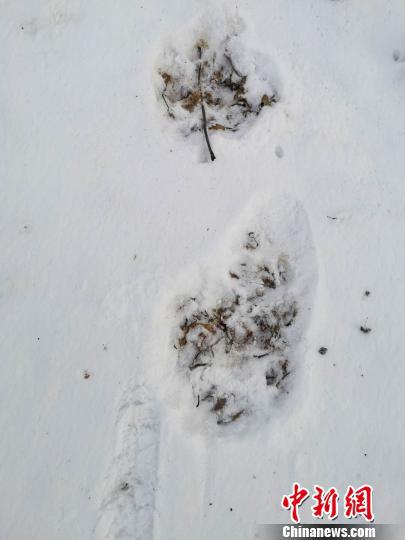雪地上留下的东北虎足迹。上营森林经营局供图