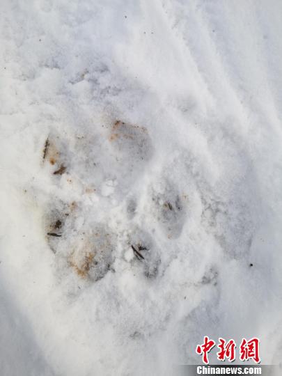雪地上留下清晰的东北虎足迹。上营森林经营局供图