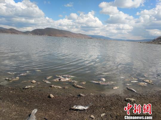 图为纳帕海湖区的死鱼。 钟欣 摄