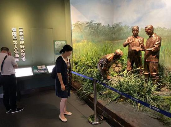 还原了袁隆平研发杂交水稻时的场景。新京报记者 王巍 摄