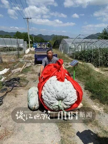 今年的大冬瓜，滕雁鸣打算放在国庆江鲜大会上展示。