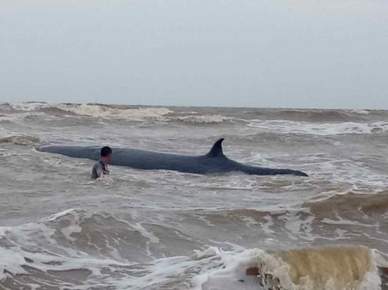 广东湛江通报鲸鱼搁浅 解剖尸体分析死因制标本 手机新浪网