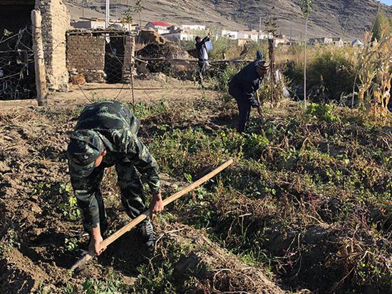 那吾尔孜别克在王红星帮助下一家人都学会了种菜。澎湃新闻记者 陈雷柱 图