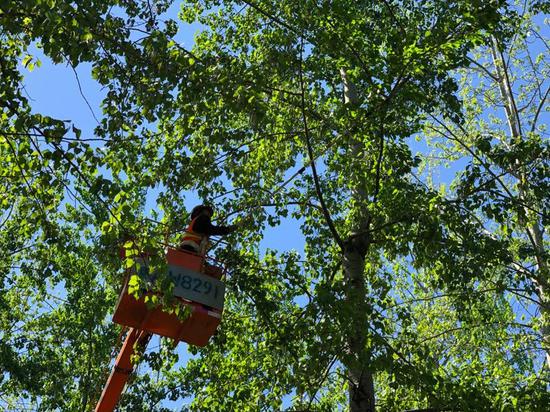 园林工人在修剪高处的杨树枝条。新京报记者 周依 摄