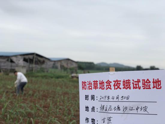  广西植保系统在石塘镇的试验基地。  新京报记者 王文秋 摄