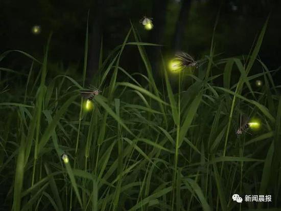 周浦花海:坚持称系养殖萤火虫