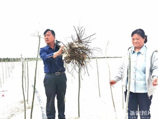 塔克拉玛干沙漠锁边合龙一周年丨延伸的绿意：新疆治沙人的面孔与故事