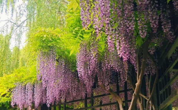  Wisteria blossoms like waterfalls in Beijing Yuyuantan Park