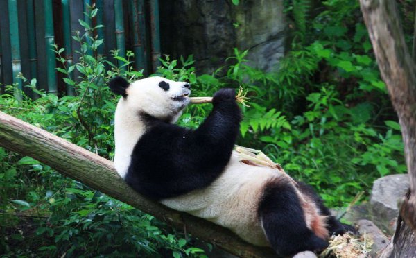 南京红山森林动物园大熊猫慵懒“躺平” 憨态可掬