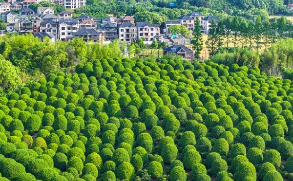 杭州：万棵桂花树圆润整齐