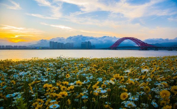 一半花海一半水