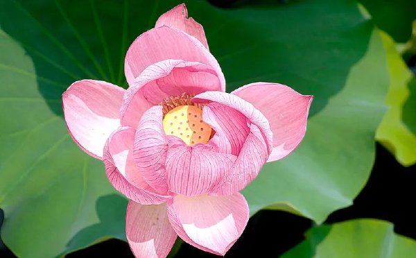 5日17时57分，迎芒种