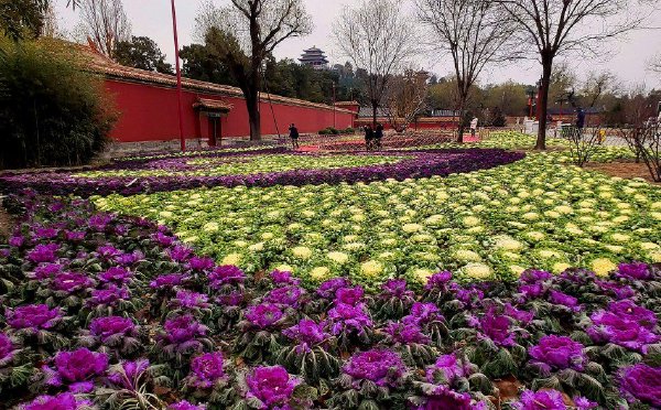 北京景山公园“上新”羽衣甘蓝主题花境
