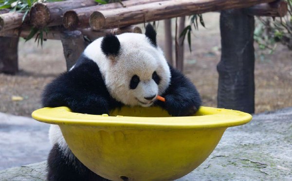 大熊猫渝可、渝爱开心吃果憨态可掬