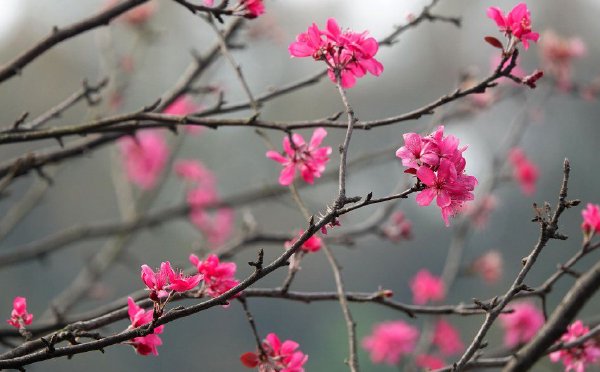 湖北宜昌：海棠花反季节绽放