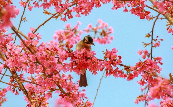 重庆：冬樱绽放鸟儿枝头嬉闹
