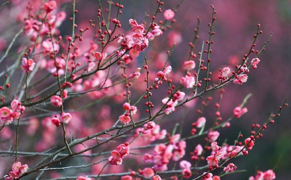 贵州凯里：红梅竞相绽放 暗香沁人心