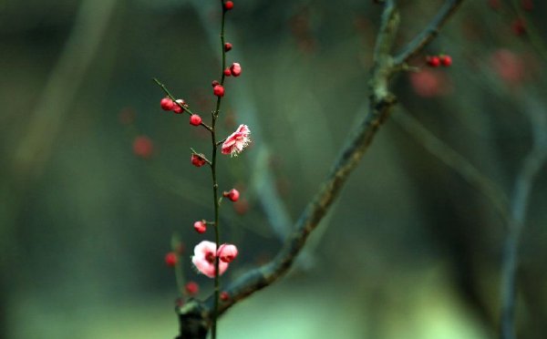 江苏淮安：红梅初绽破寒冬