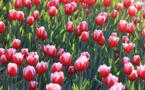 昆明：翠湖公园郁金香绽放迎新春