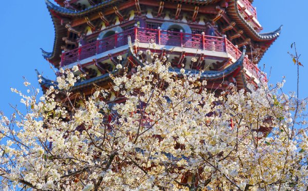 早春的KPI，花海等你来！