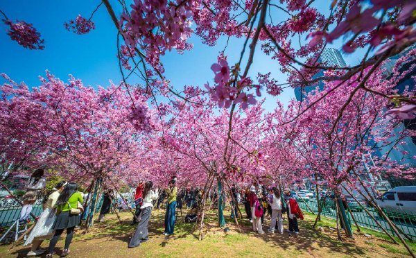 武汉光谷樱花大道樱花绽放