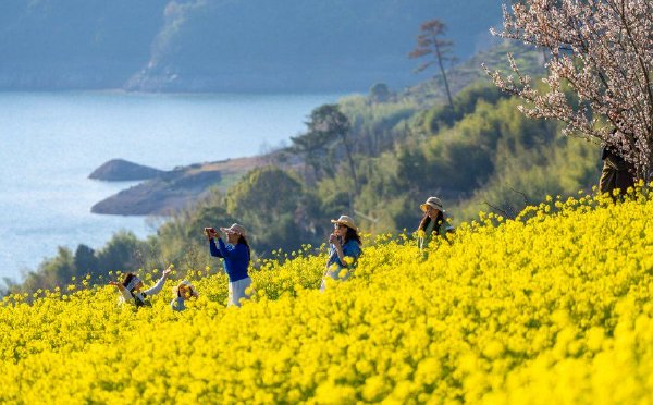 浙江新昌：沃洲湖畔油菜花盛开游人如织