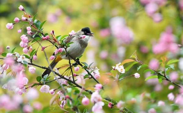 贵州仁怀：海棠花开 鸟儿花中穿梭