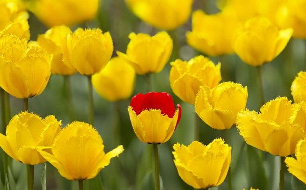 上海：郁金香织就锦绣花海