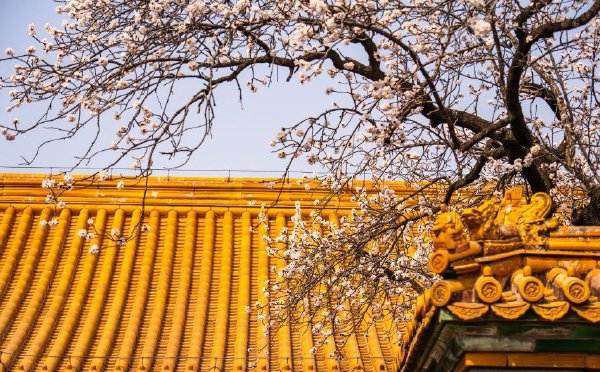 故宫春花绽放掩映古建