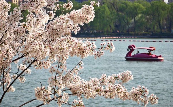 北京玉渊潭公园樱花盛开游人如织