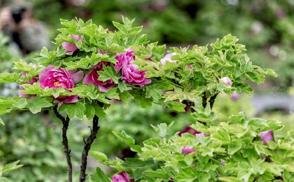 洛阳王城公园牡丹花争奇斗艳