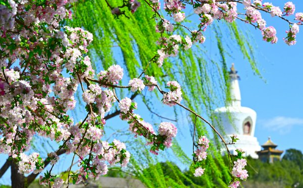 北京北海公园海棠花开