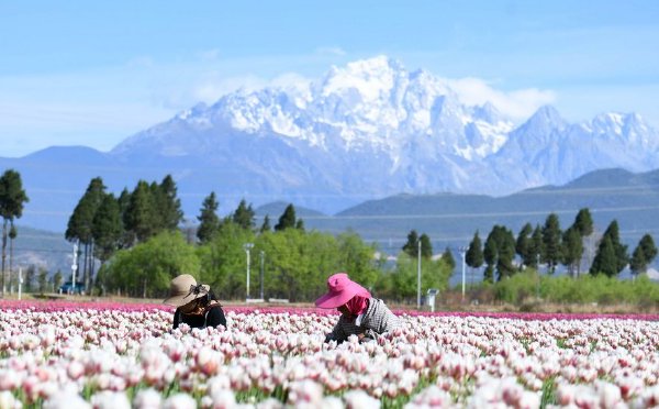 云南丽江：精心管护郁金香
