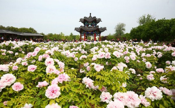山东菏泽：牡丹盛开迎游客