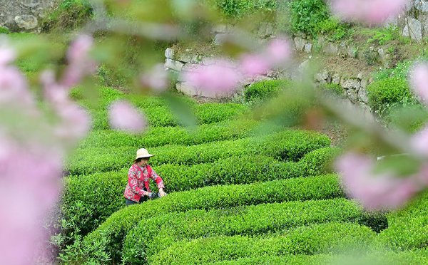 湖北秭归：春茶采摘忙
