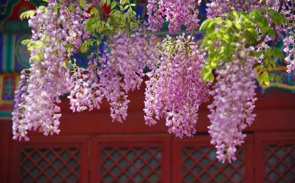 北京国子监紫藤花开