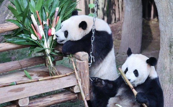 重庆：大熊猫玩冰雪 享用果串花束