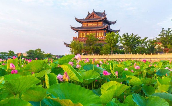 浙江湖州：双林古镇荷花盛开