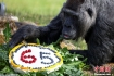 最长寿大猩猩65岁
