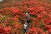 杜鹃花海景致美