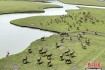 麋鹿鸣奏溱湖湿地
