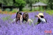 薰衣草花海绽放